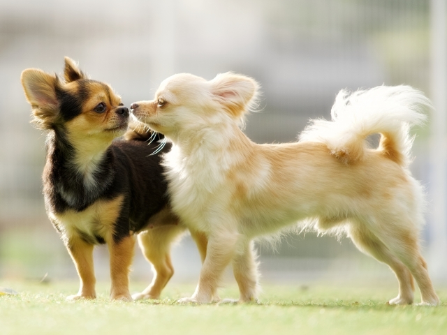 【イベントコンパニオン事務所が伝える！】大人気の展示会”インターペット東京”について
